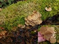 Herber Zwergknäueling, Foto 33