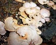 Herber Zwergknäueling, Foto 10