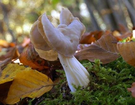 Herbstlorchel, Foto 2