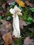 Herbstlorchel, Foto 13