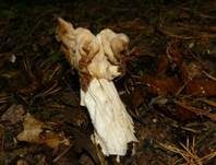 Herbstlorchel, Foto 14