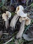 Herbstlorchel, Foto 17