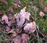 Herbstlorchel, Foto 21