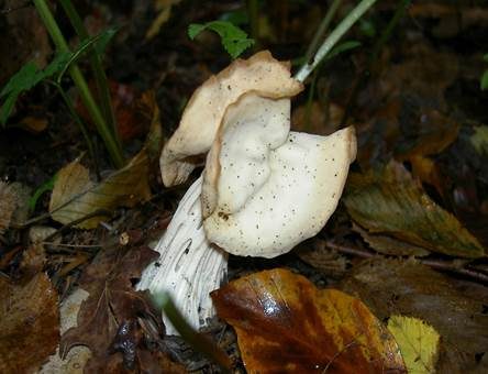 Herbstlorchel, Foto 4