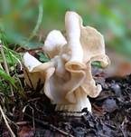 Herbstlorchel, Foto 25