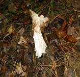 Herbstlorchel, Foto 29