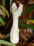 Herbstlorchel, Foto 32