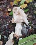 Herbstlorchel, Foto 37