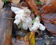 Herbstlorchel, Foto 39