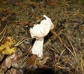 Herbstlorchel, Foto 8