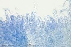 Herbstlorchel, Foto 64