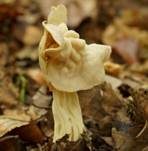 Herbstlorchel, Foto 10