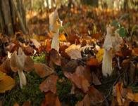 Herbstlorchel, Foto 11