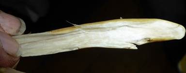 Herkules-Keule, Foto 14