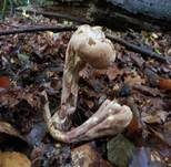 Herkules-Keule, Foto 29