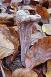 Herkules-Keule, Foto 31