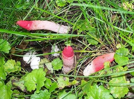 Himbeerrote Hundsrute, Foto 2