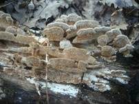 Hirschbraune Tramete, Foto 19