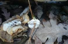 Hirschbraune Tramete, Foto 29