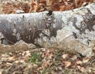 Hirschbraune Tramete, Foto 9