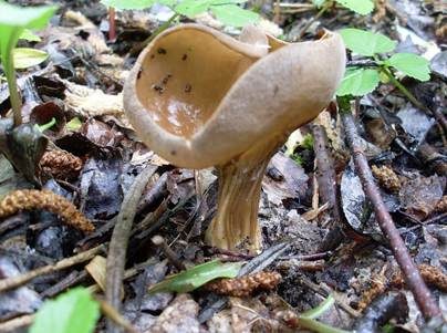 Hochgerippter Becherling, Foto 4