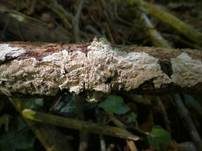 Höckerige Krustenpilz, Foto 9