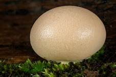 Holzbovist, Foto 15