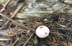 Holzbovist, Foto 11