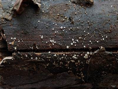 Holz-Glashaarbecherchen, Foto 2
