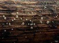Holz-Glashaarbecherchen, Foto 13