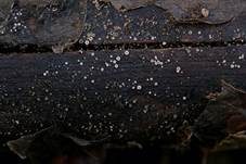 Holz-Glashaarbecherchen, Foto 6