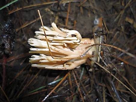 Holzkeulchen, Foto 4