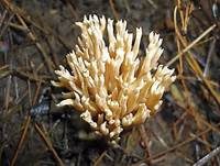 Holzkeulchen, Foto 7