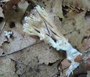 Holzkeulchen, Foto 11