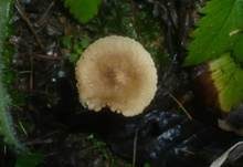 Honiggelber Erlenschitzling, Foto 13