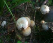 Honiggelber Erlenschitzling, Foto 19