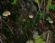 Honiggelber Erlenschitzling, Foto 20