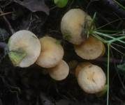 Honiggelber Erlenschitzling, Foto 21