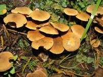 Honiggelber Erlenschitzling, Foto 24