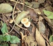 Honiggelber Erlenschitzling, Foto 8