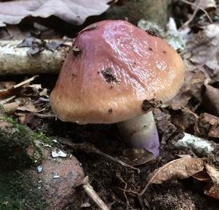 Honigschleimfuß, Foto 2