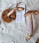 Honigschleimfuß, Foto 16