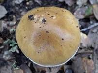 Honigschleimfuß, Foto 6