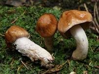 Honigschleimfuß, Foto 8