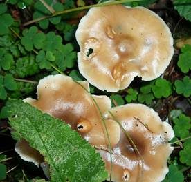 Horngrauer Rübling, Foto 3