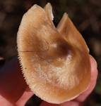 Horngrauer Rübling, Foto 13