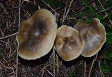 Horngrauer Rübling, Foto 14
