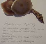 Horngrauer Rübling, Foto 16