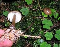 Horngrauer Rübling, Foto 18