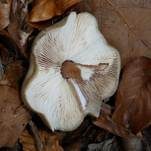Horngrauer Rübling, Foto 21